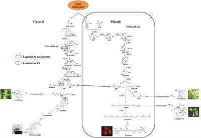 Metabolic Engineering of Plant Secondary Metabolism